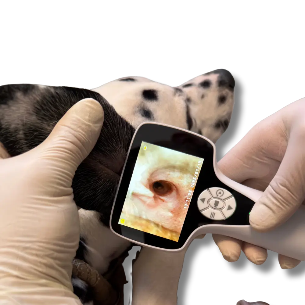 Untitled design - 2026-01-19T131727.457.webp