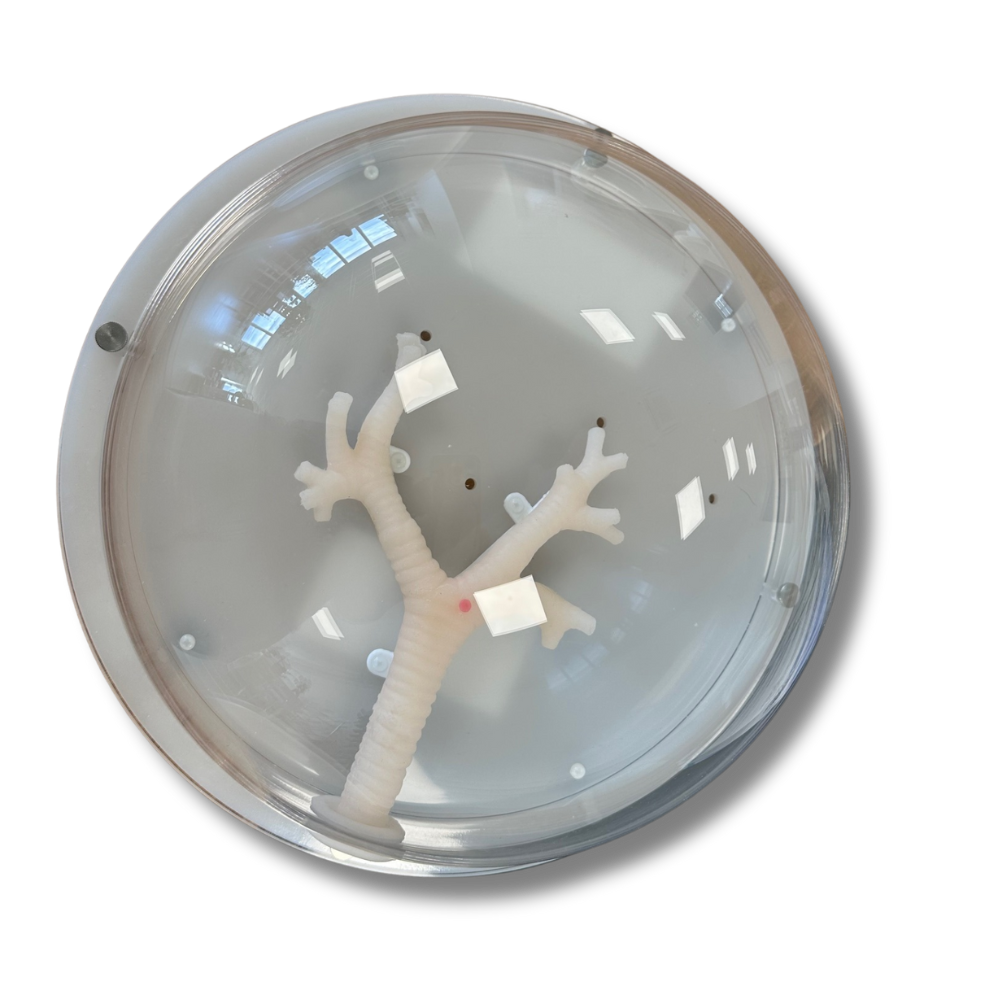 Aohua Bronchoskopie Dummy 