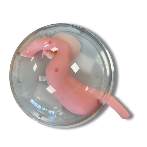 [Y100-0232] Aohua Gastroskopie Dummy